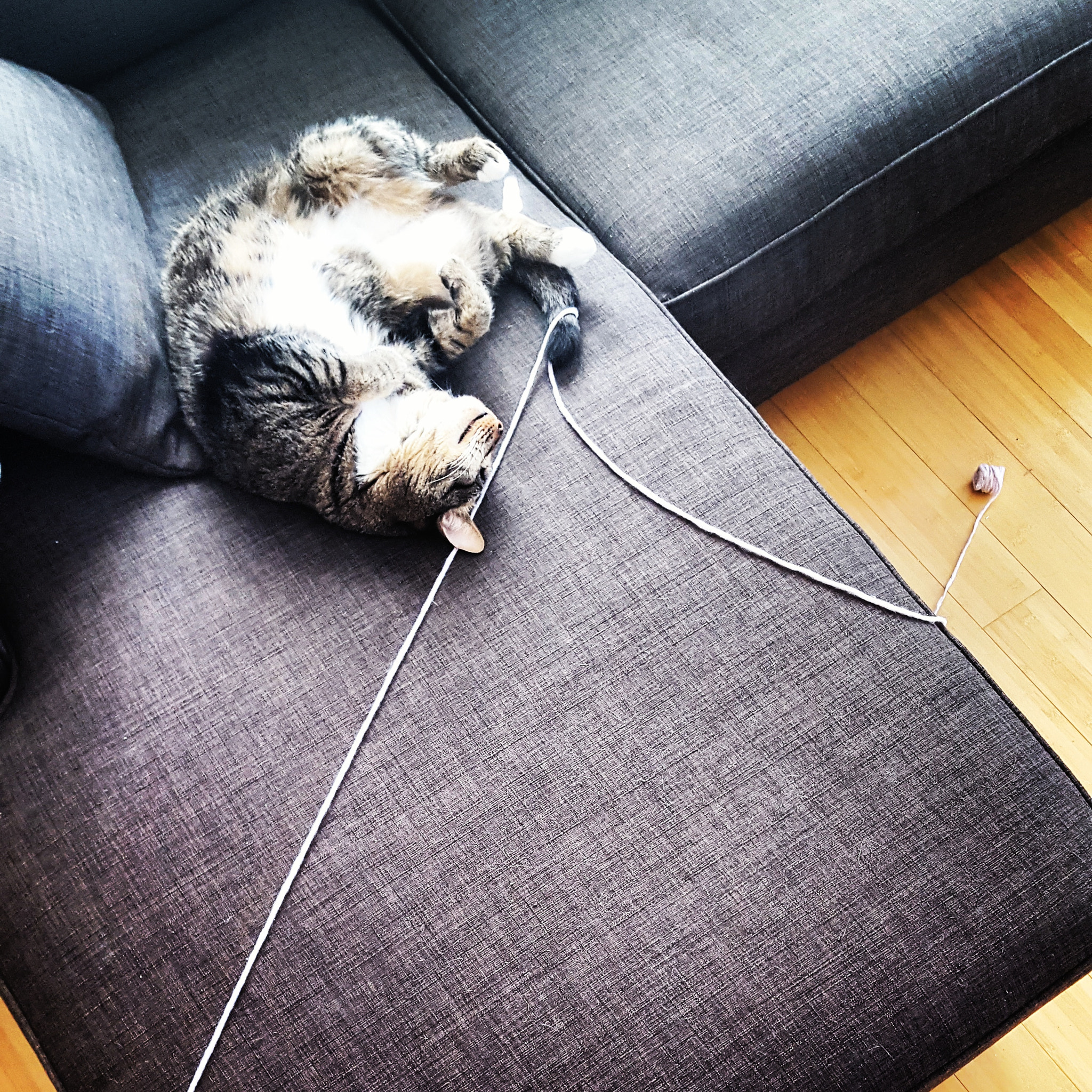 cat+yarn