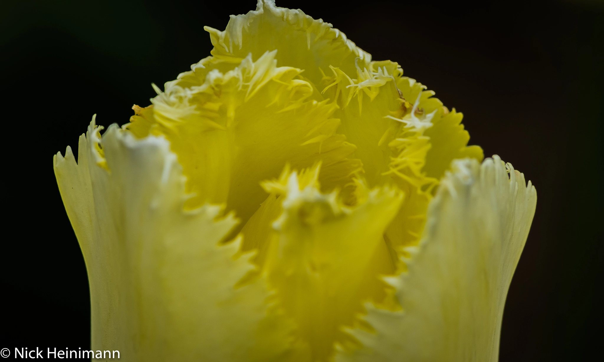 japanese car companies