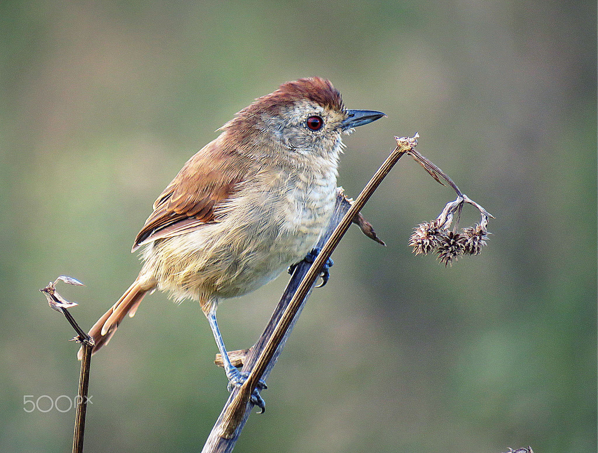 Thamnophilus ruficapillus