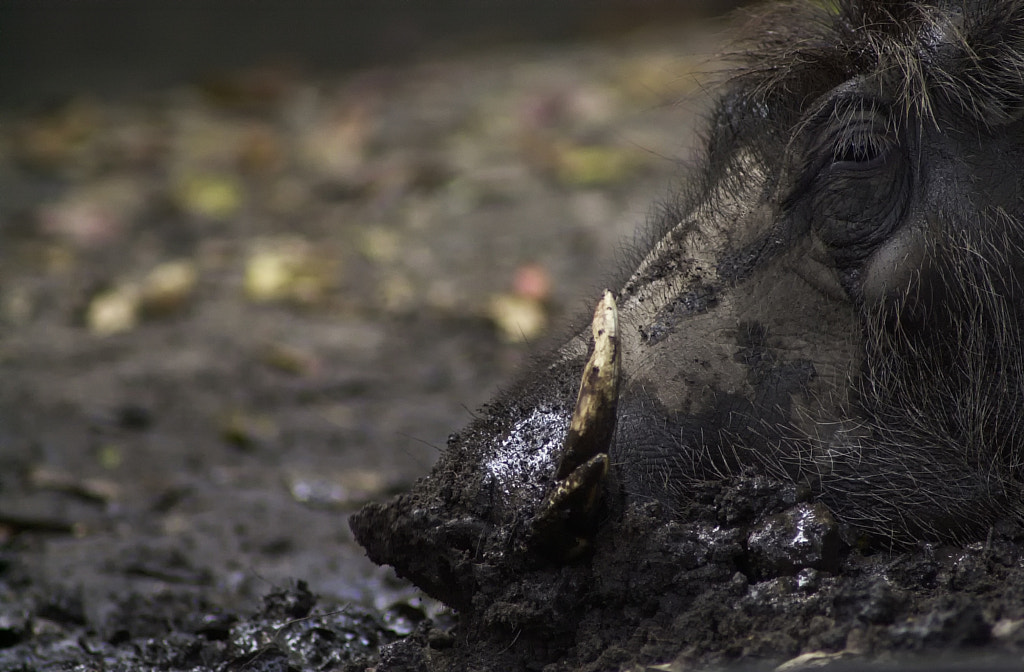 Muddy by Adrian Tavano on 500px.com