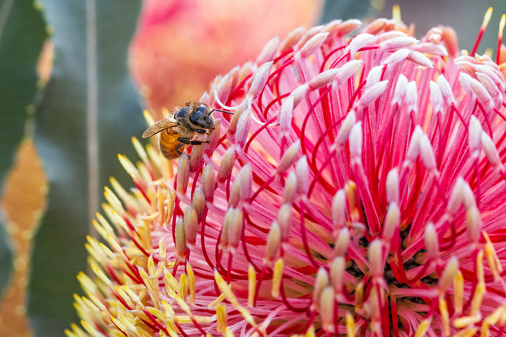 Just Visiting by Paul Amyes on 500px.com