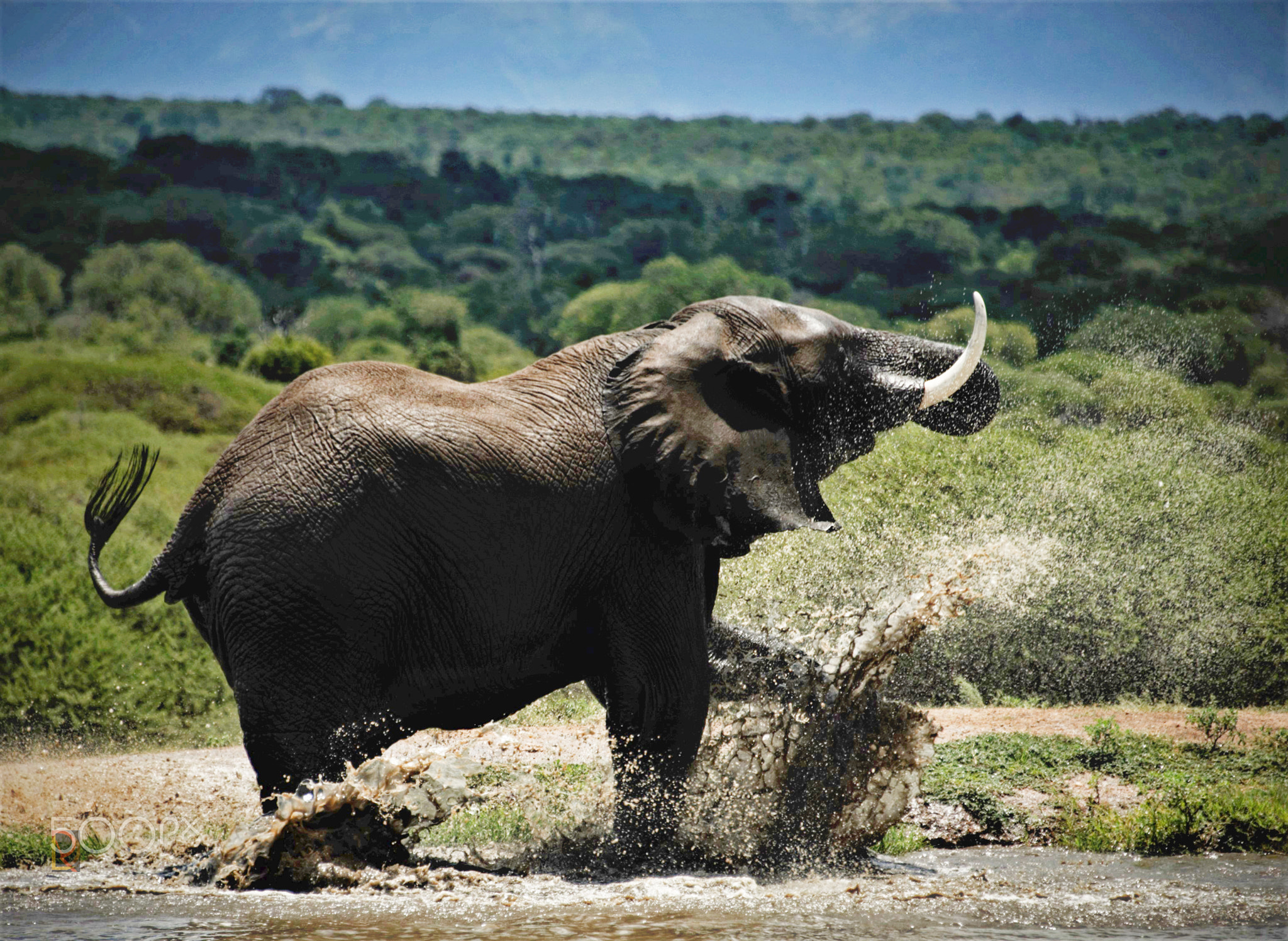 Elephant's Splash and Play