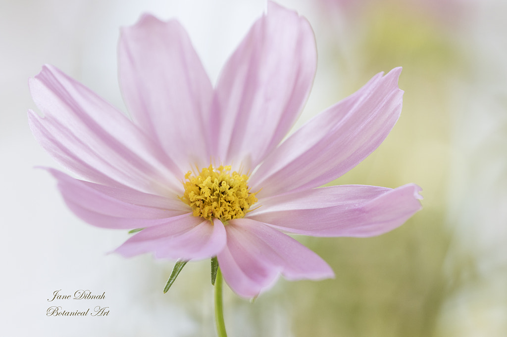 Cosmos by Jane Dibnah on 500px.com