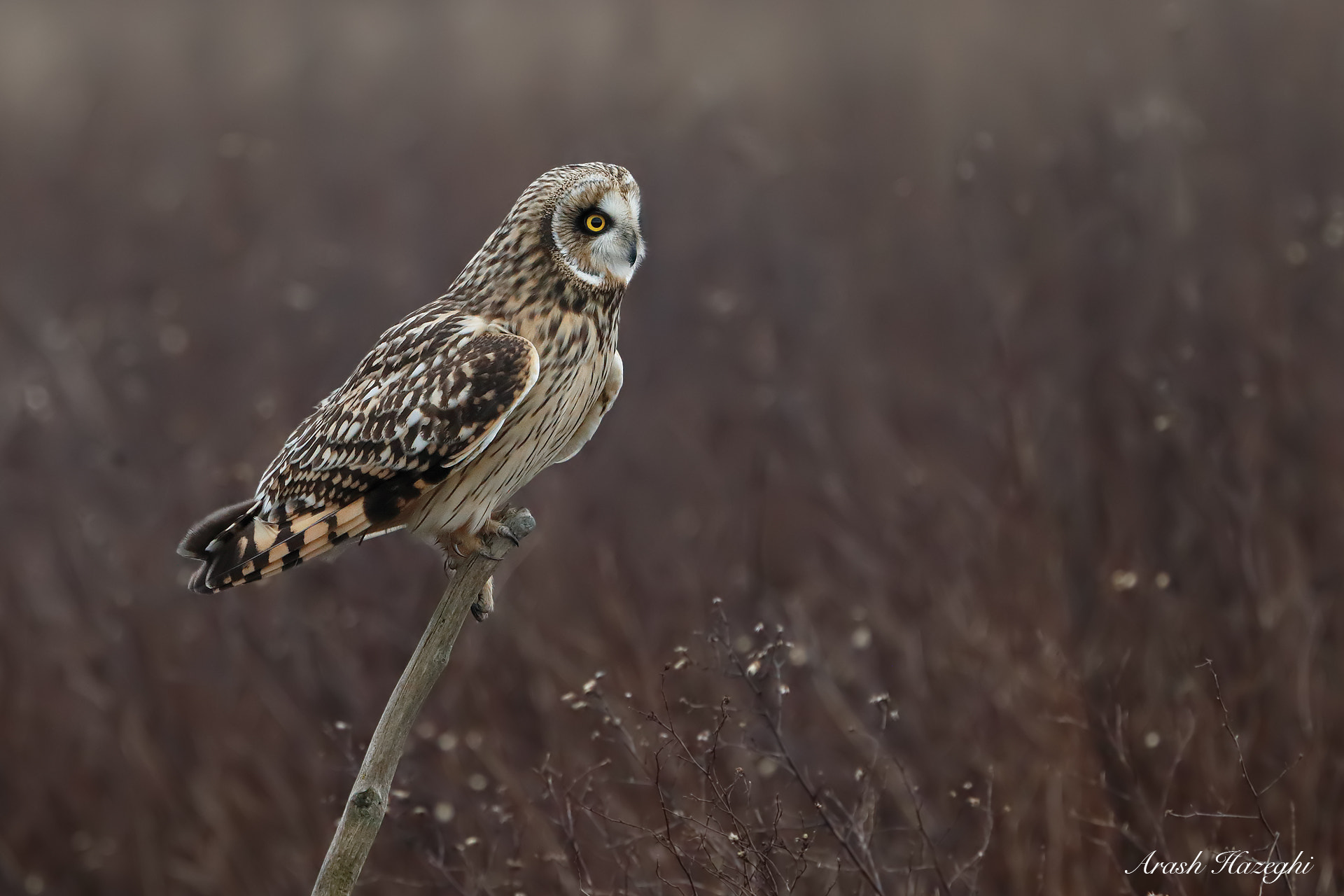 Short eared owl in habitat