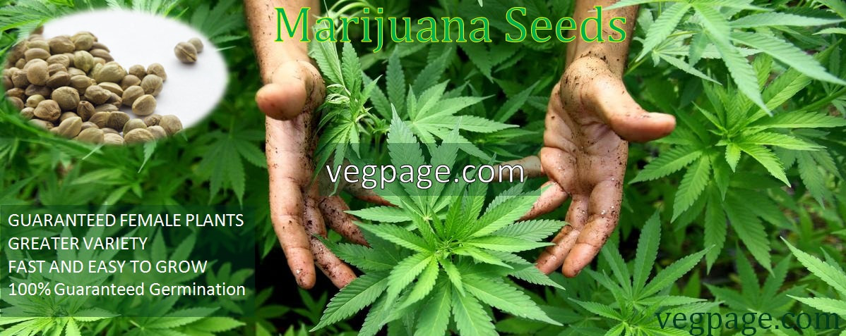 Marijuana Seeds for Indoor and Out Door