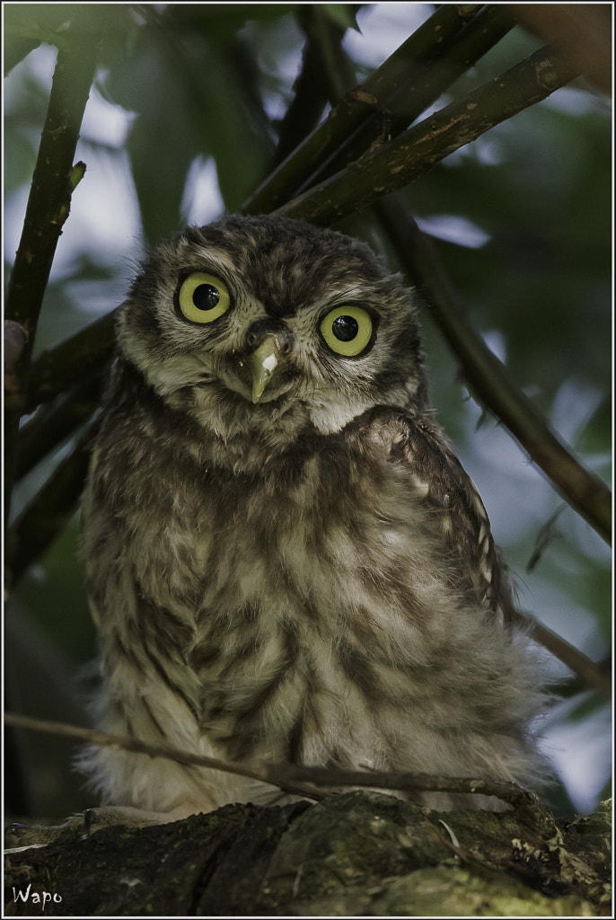 Little cute little owl by Ward Poppe / 500px