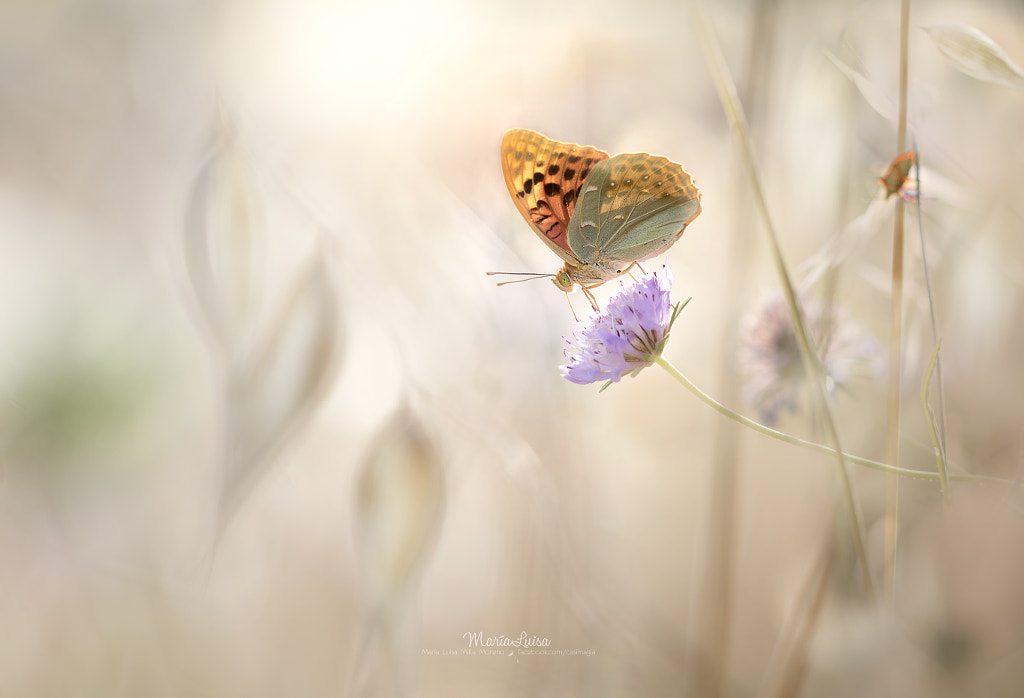 Living in a fairy tale by Maria Luisa Milla on 500px.com