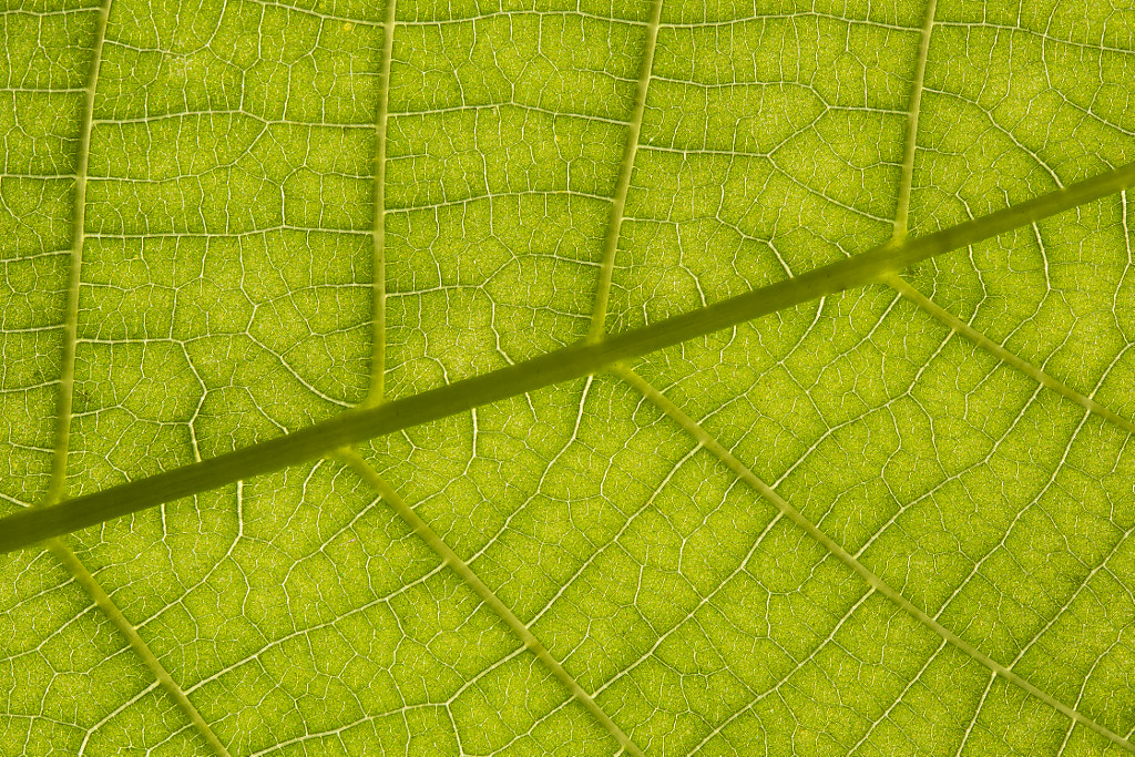 Close up backlit yellow green leaf natural structure background. Creative light texture in backlight by Martin Jan?a on 500px.com