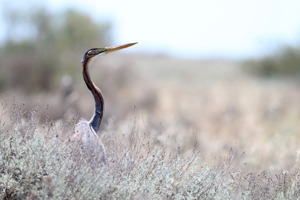 Purple heron by Jakub Machan on 500px.com