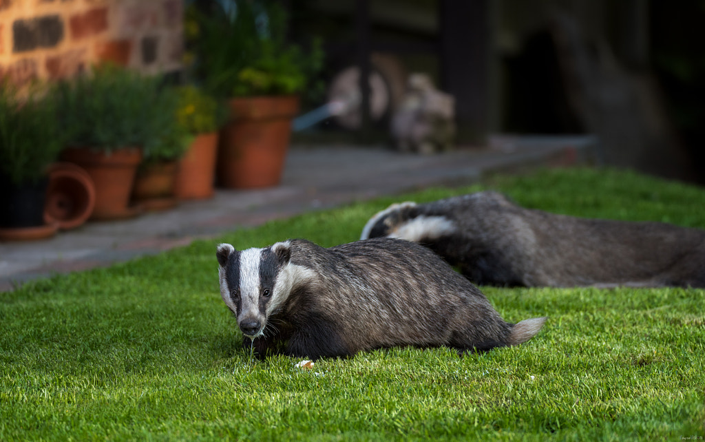 Urban wild badgers feeding in colour. by EncroVision on 500px.com