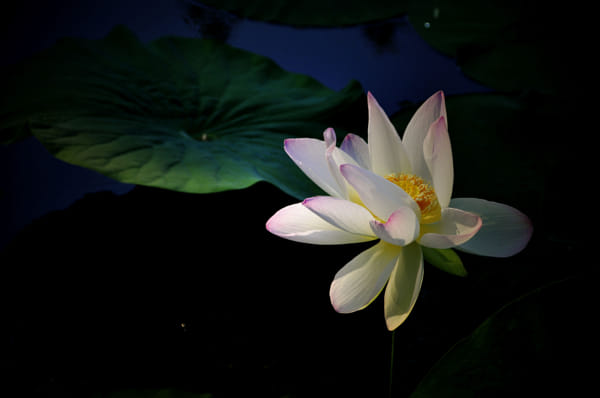 荷花by xhww | 500px