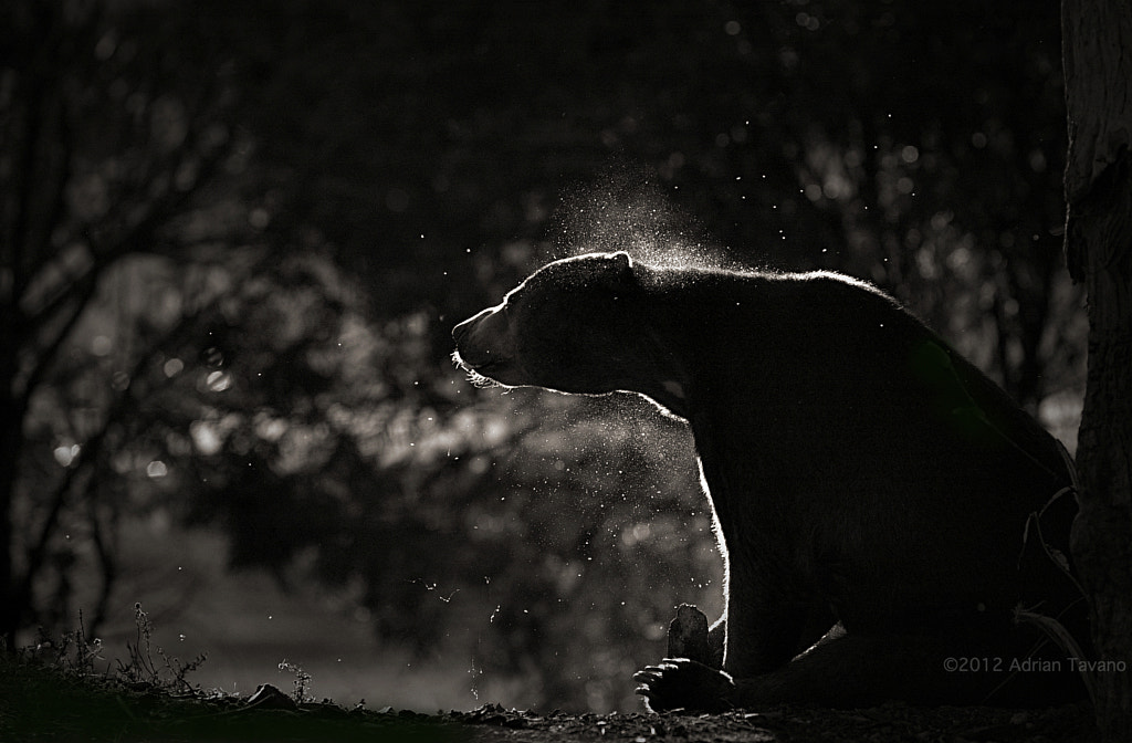 Dirt Bear by Adrian Tavano on 500px.com