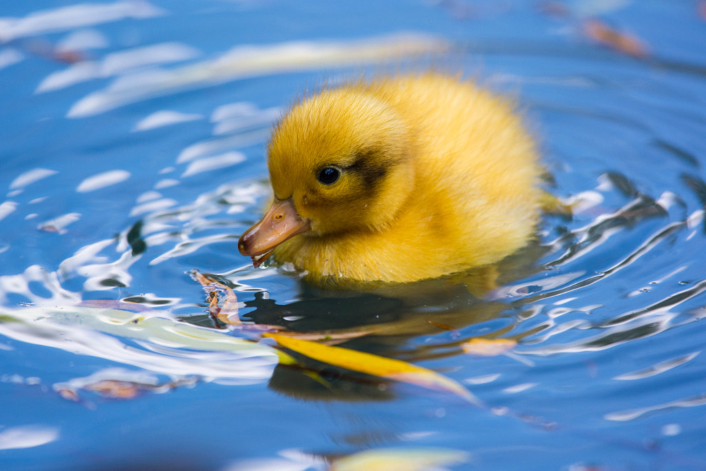Yellow Duckling by Paul Wild on 500px.com