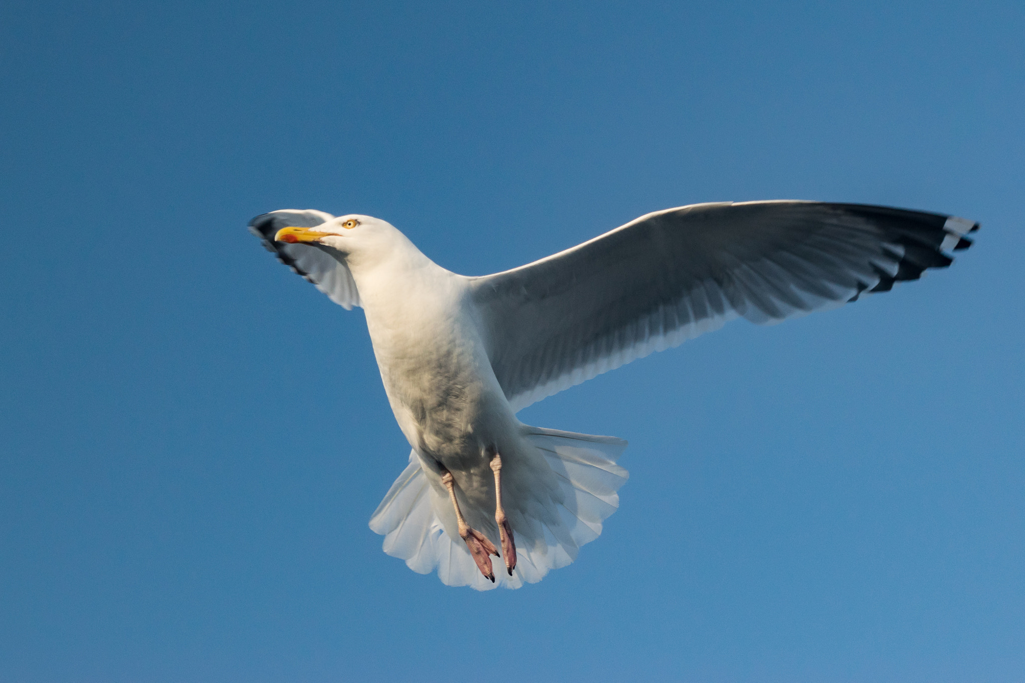 Graceful Seagull