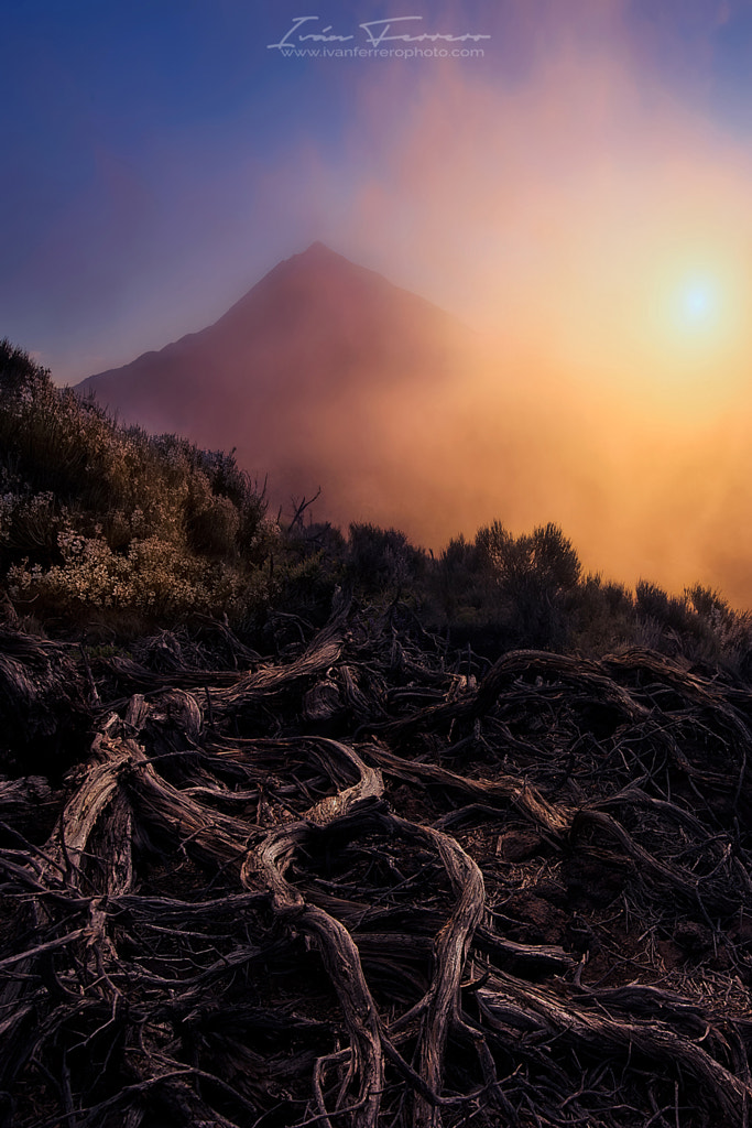 Raices del Teide