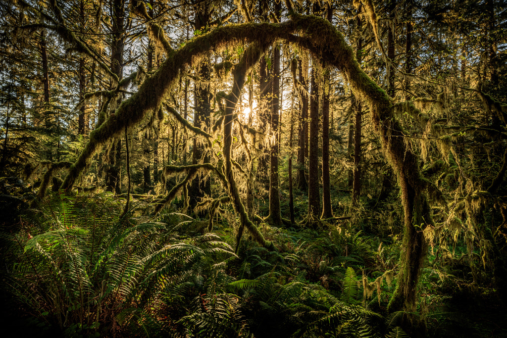 Enchanted Forest