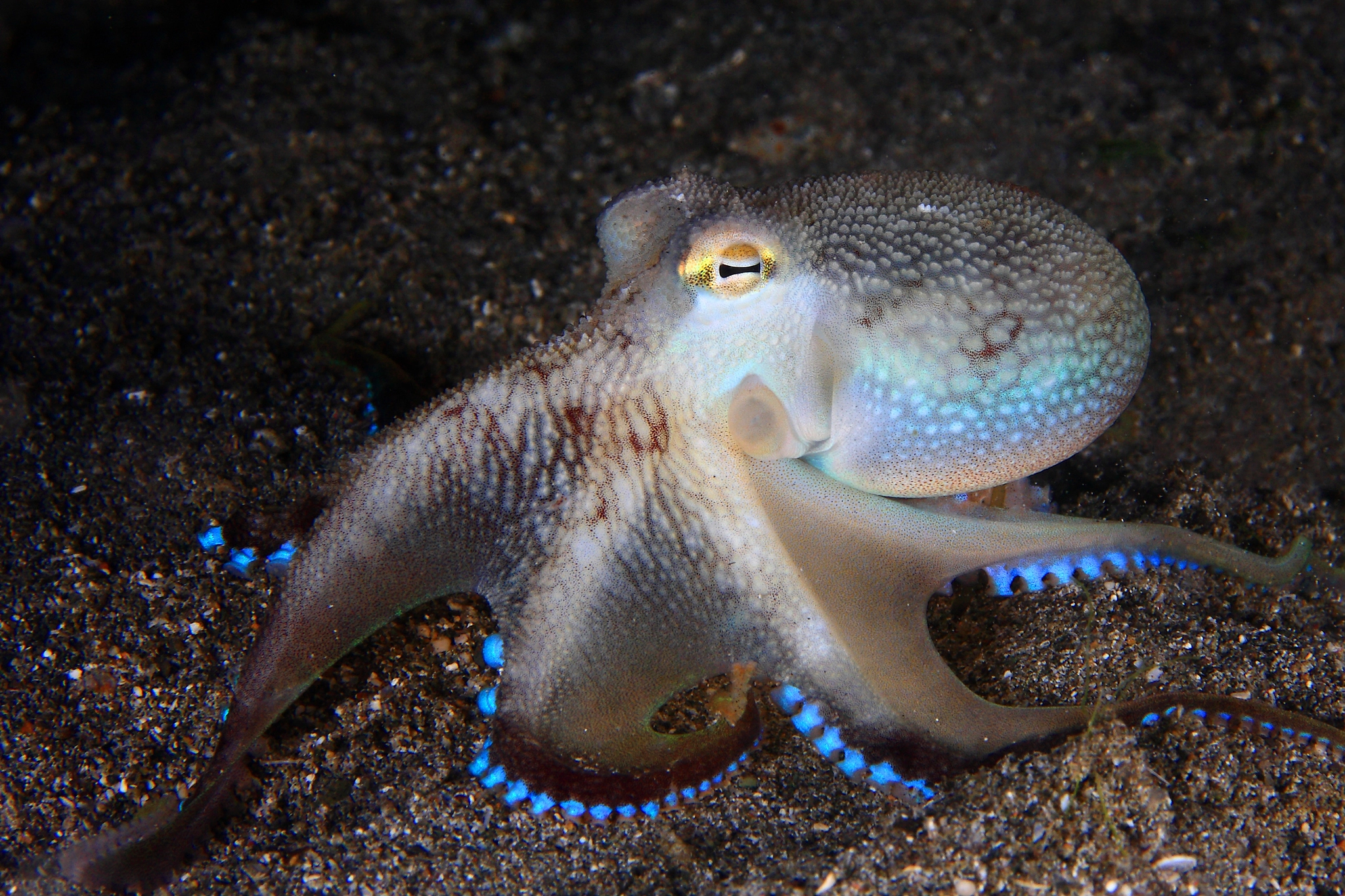 Coconut Octopus by Eugene Lim - Photo 2169871 / 500px