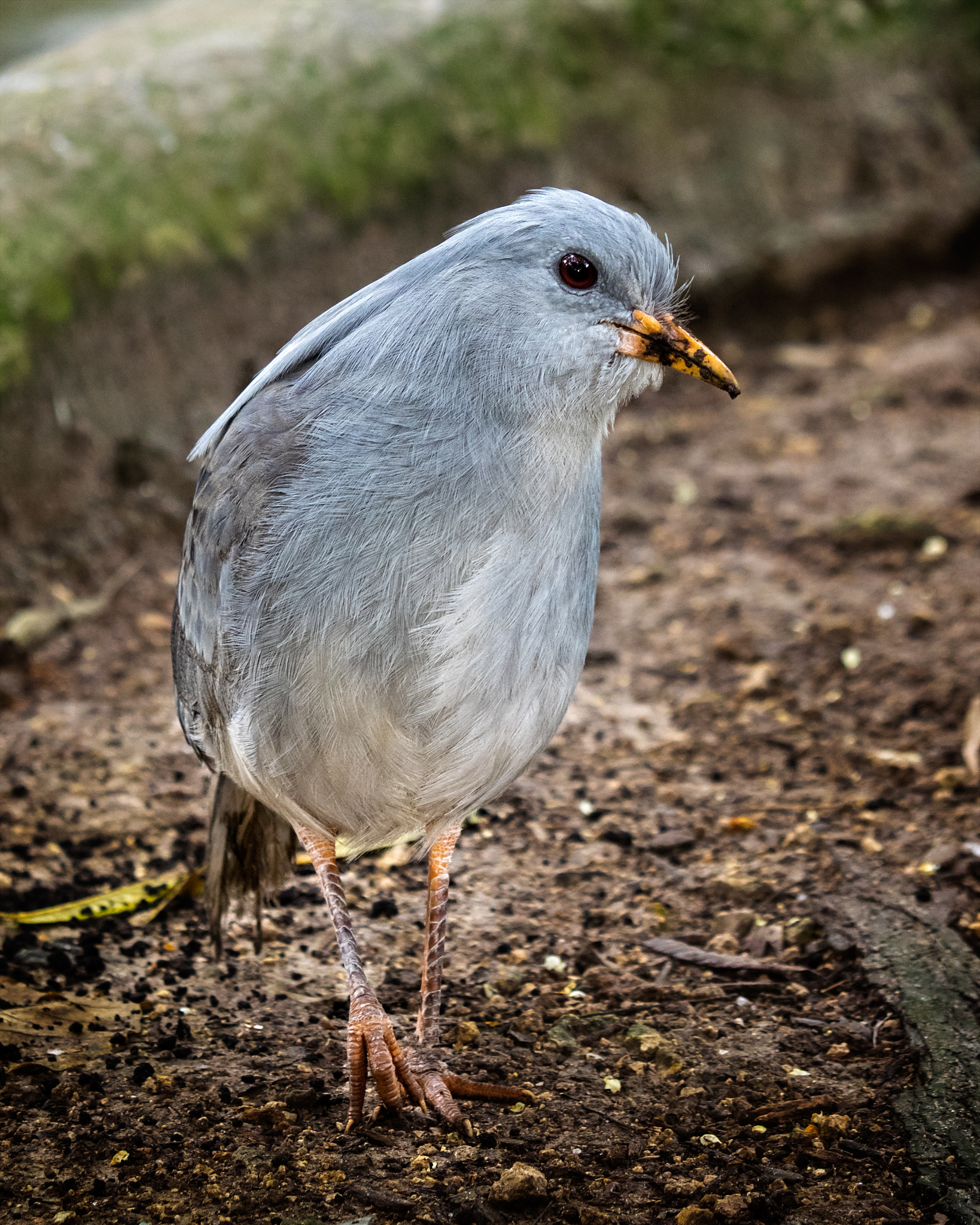 Kagu (Rhynochetos jubatus)