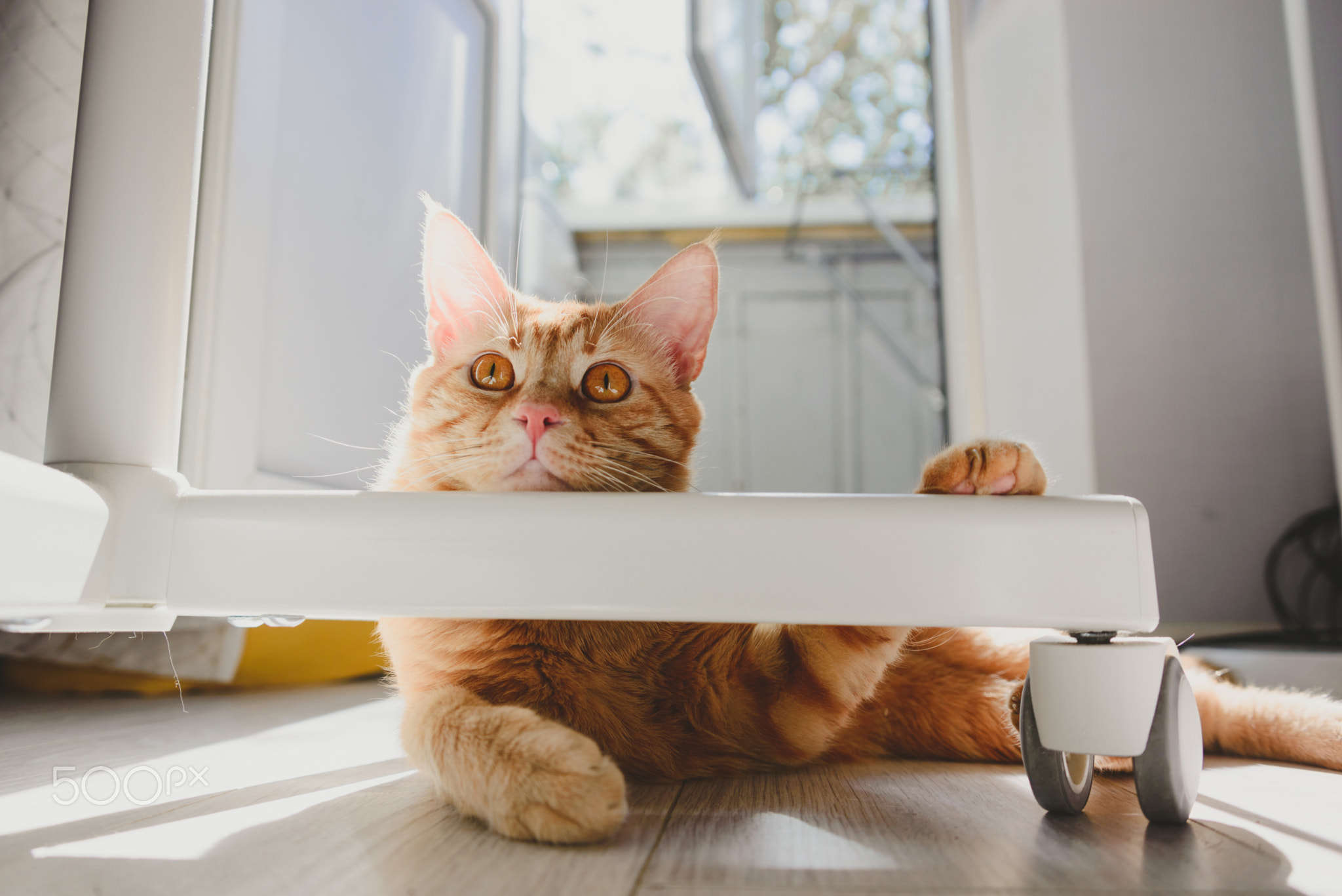 funny ginger cat near of the chair