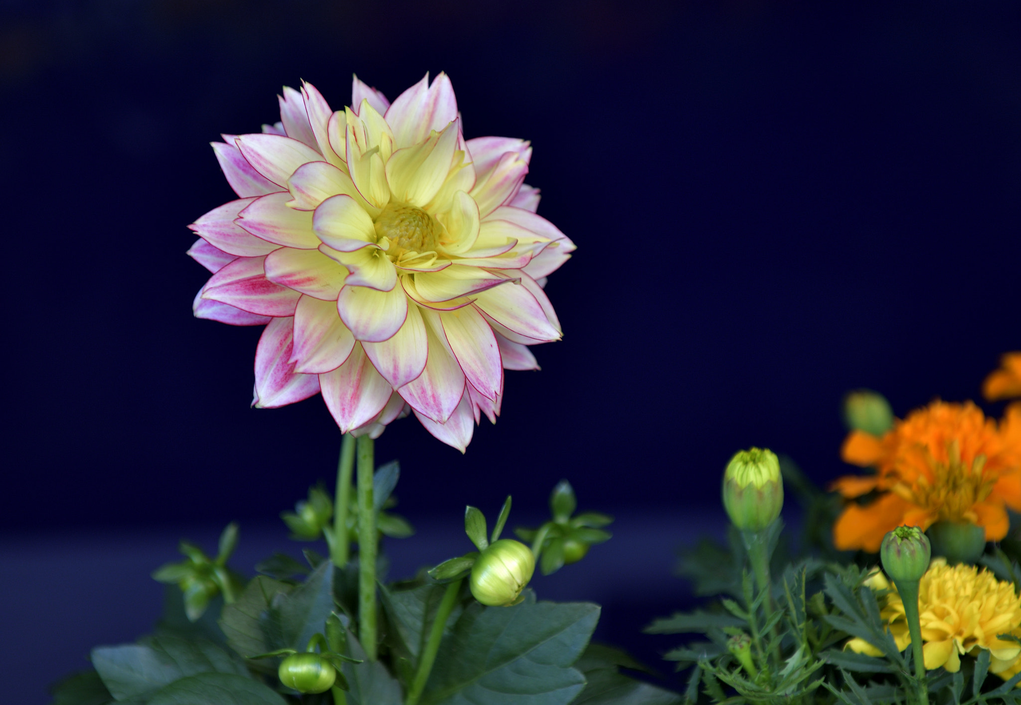 Dhalia Queen