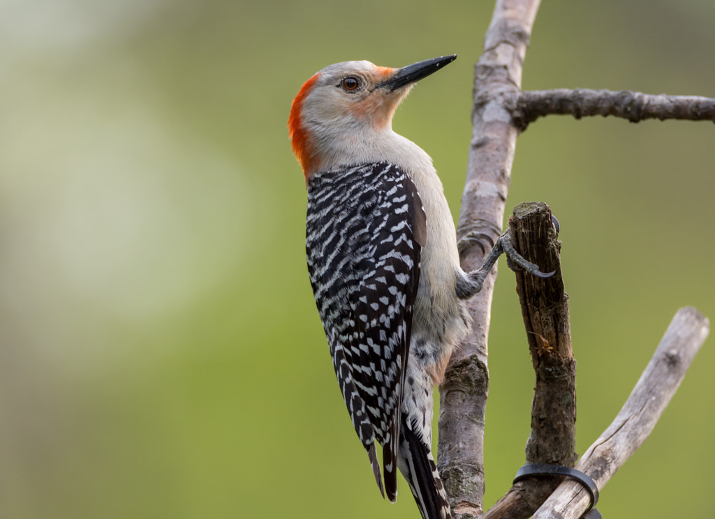 Red-bellied woodpecker by Shawn Flanagan on 500px.com