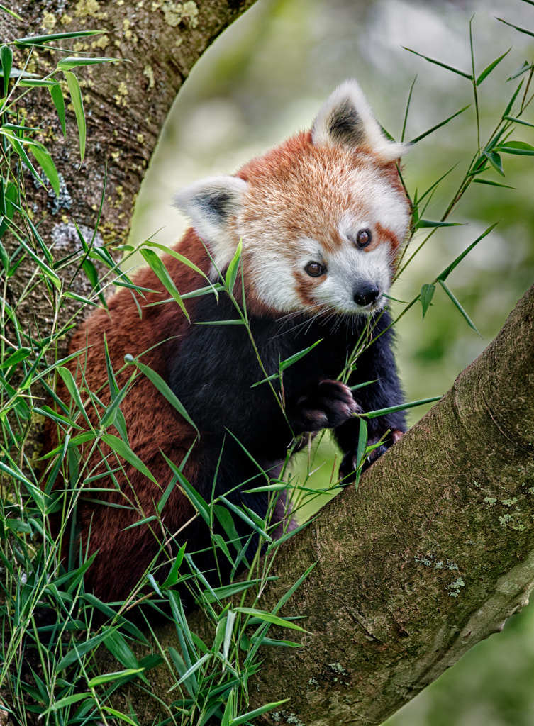 Photos Of Red Pandas Slacking Off That Are Really Cute 500px