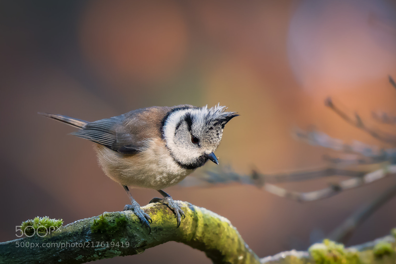 Nikon D500 sample photo. Crested tit photography