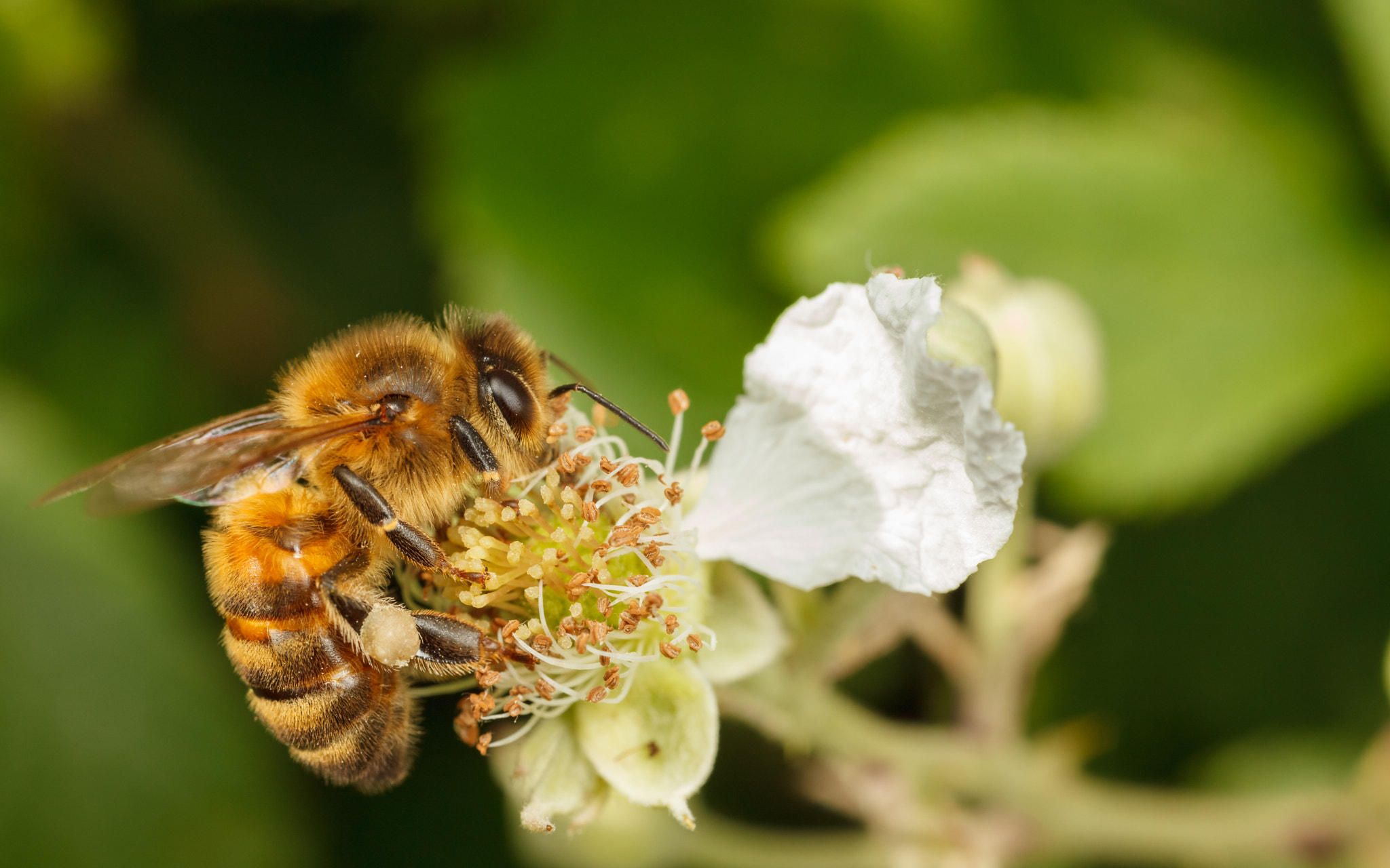 Bramble Loving Honey Bee