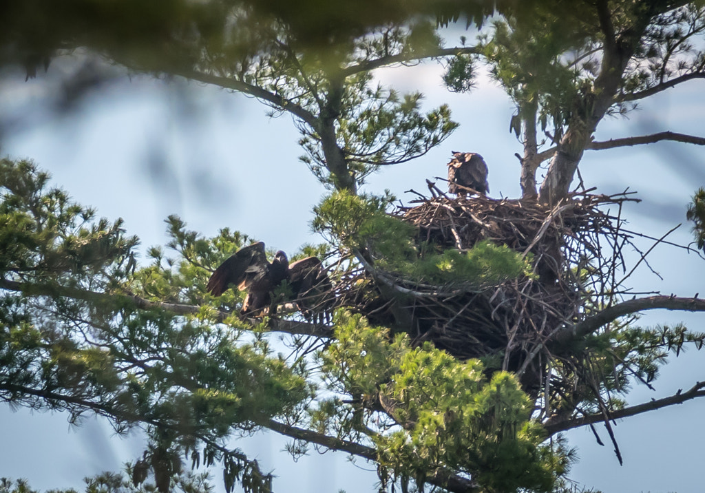 American Bald Eagle Fledglings in Wild by where do bald eagles live