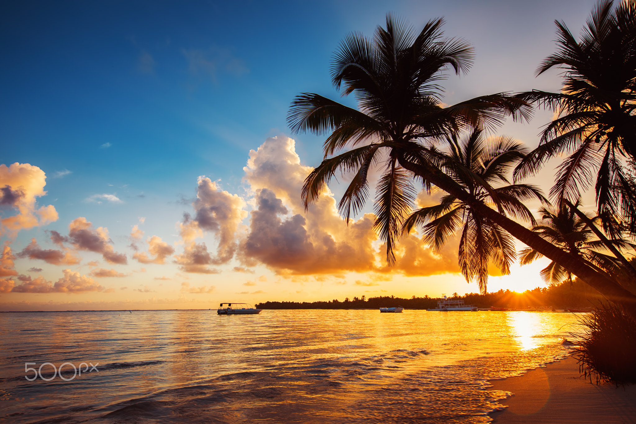 Palmtree silhouettes on the tropical beach, Punta Cana, Dominica