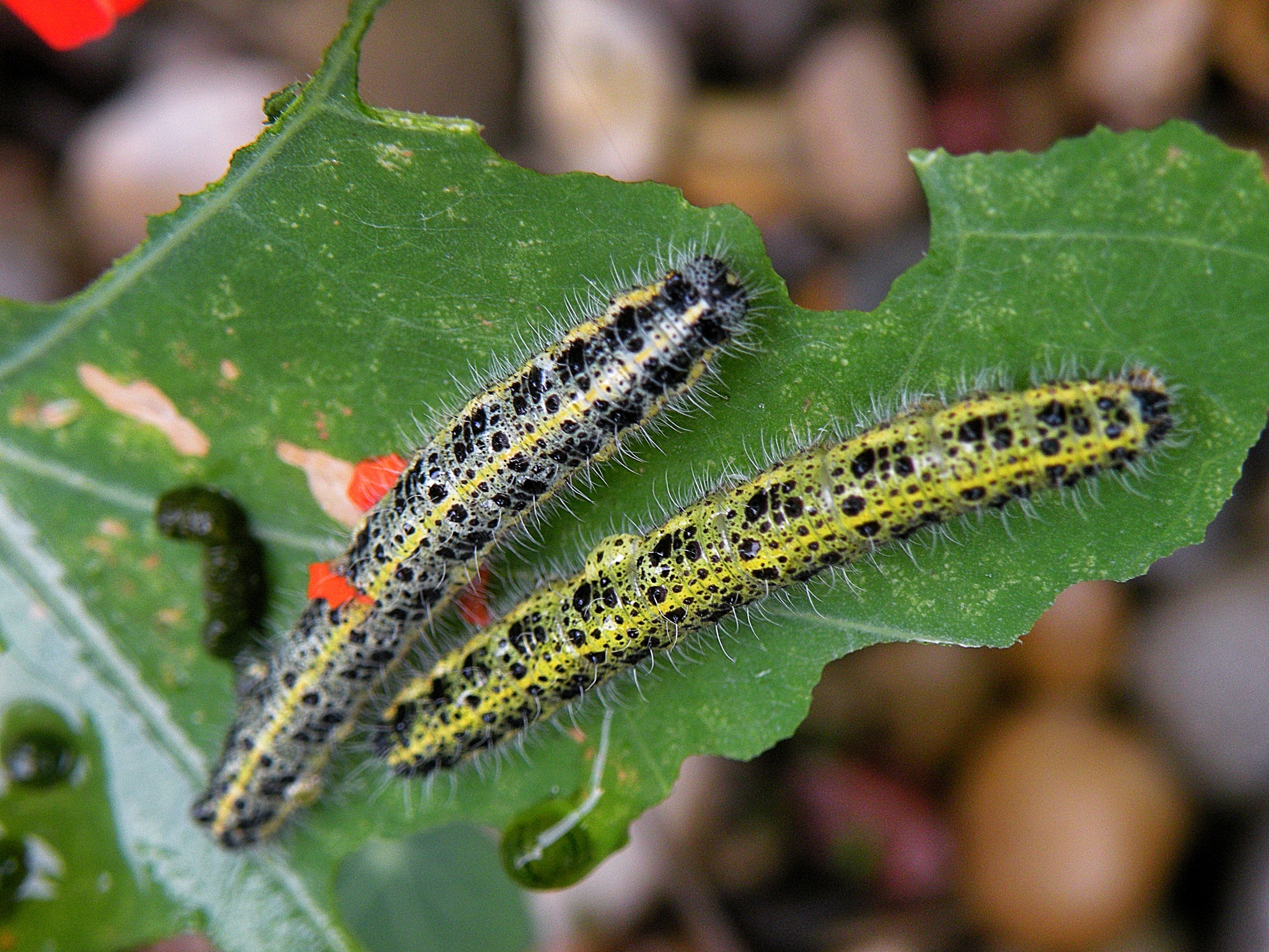 A table for two, please by Adrian Comballey IV / 500px