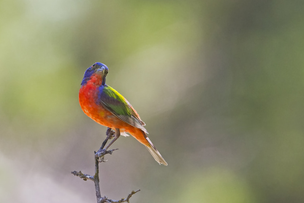 orange-breasted bunting - Red Breasted Birds: A Guide to the Most Colorful birds