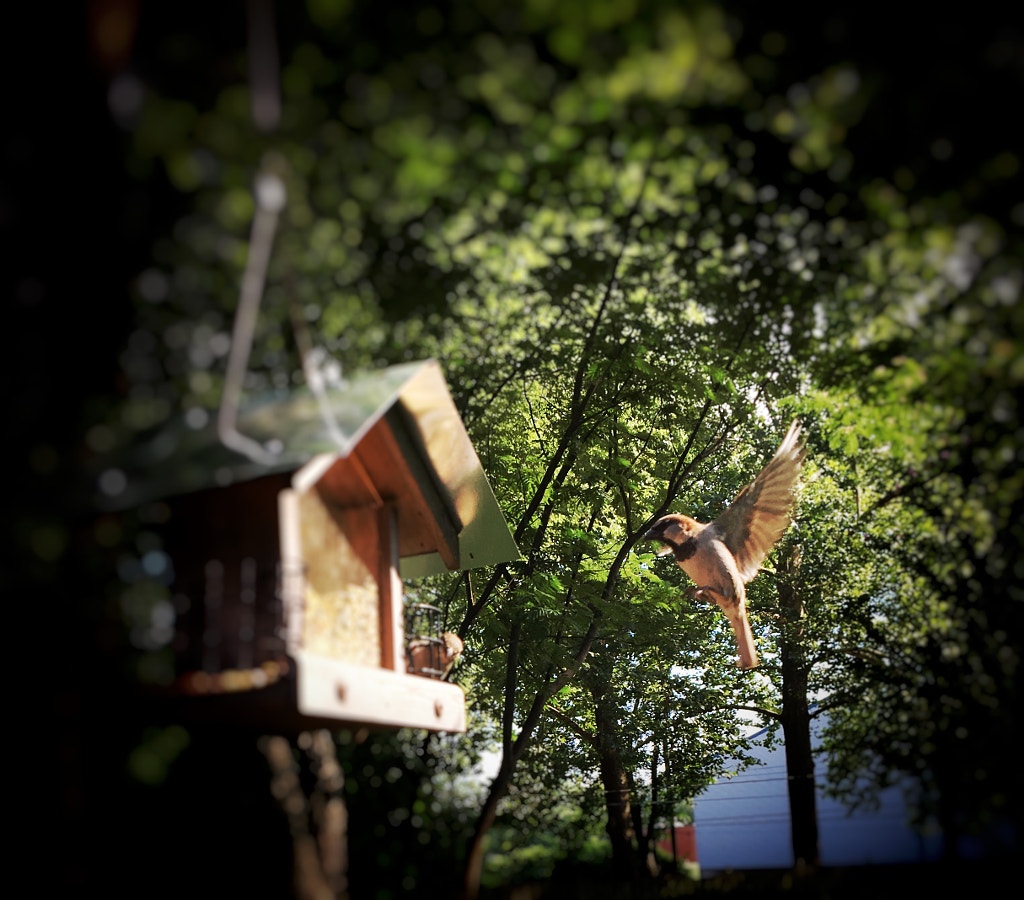 Tripod and burst mode allowed me to capture this bird in mid flight. by Martin Schmaltz / 500px