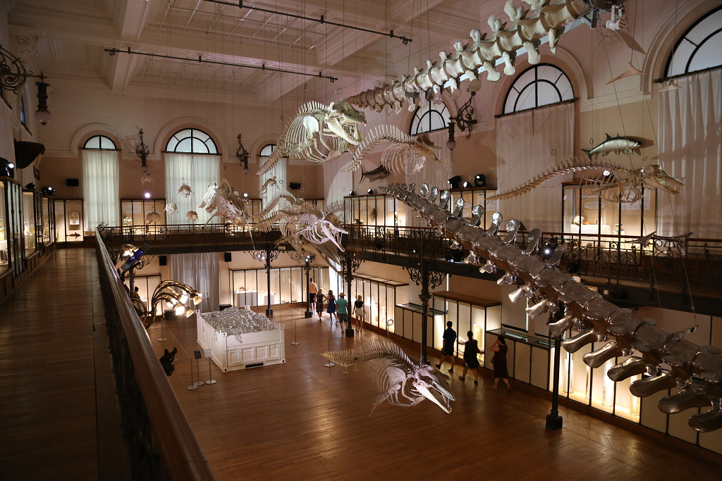 Whale bones in Oceanographic Museum of Monaco by Maryna Koval on 500px.com