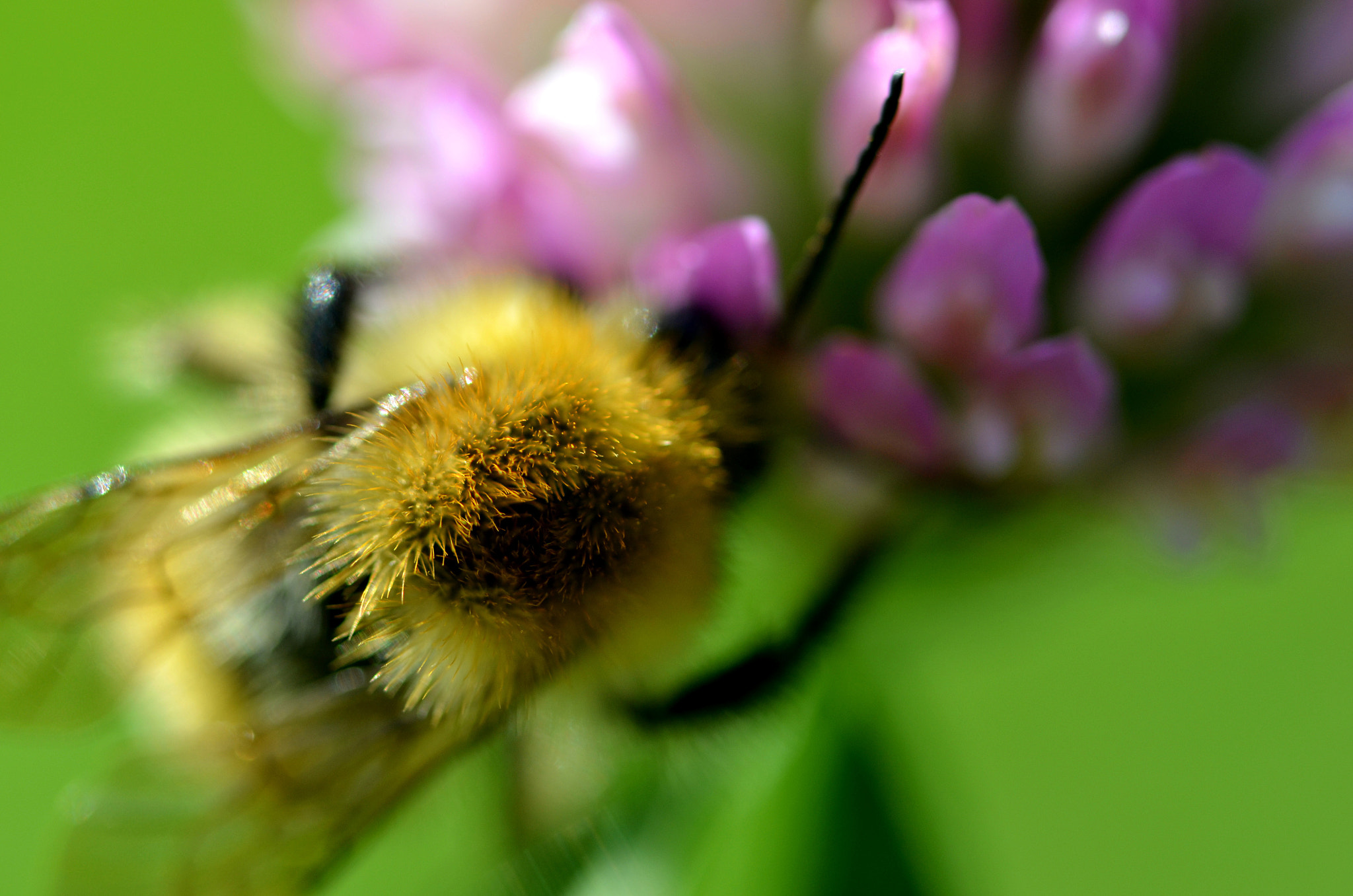 A working bee