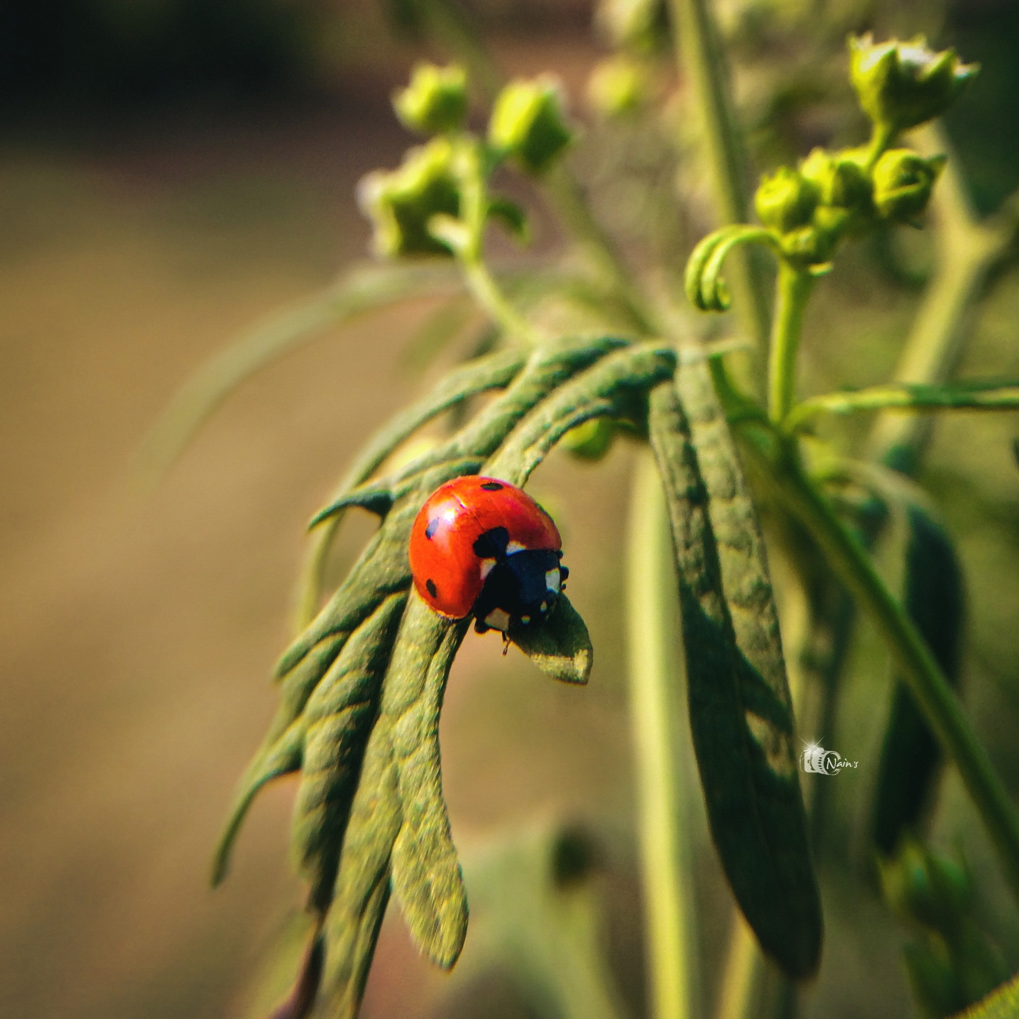 LadyBeetle Macro...