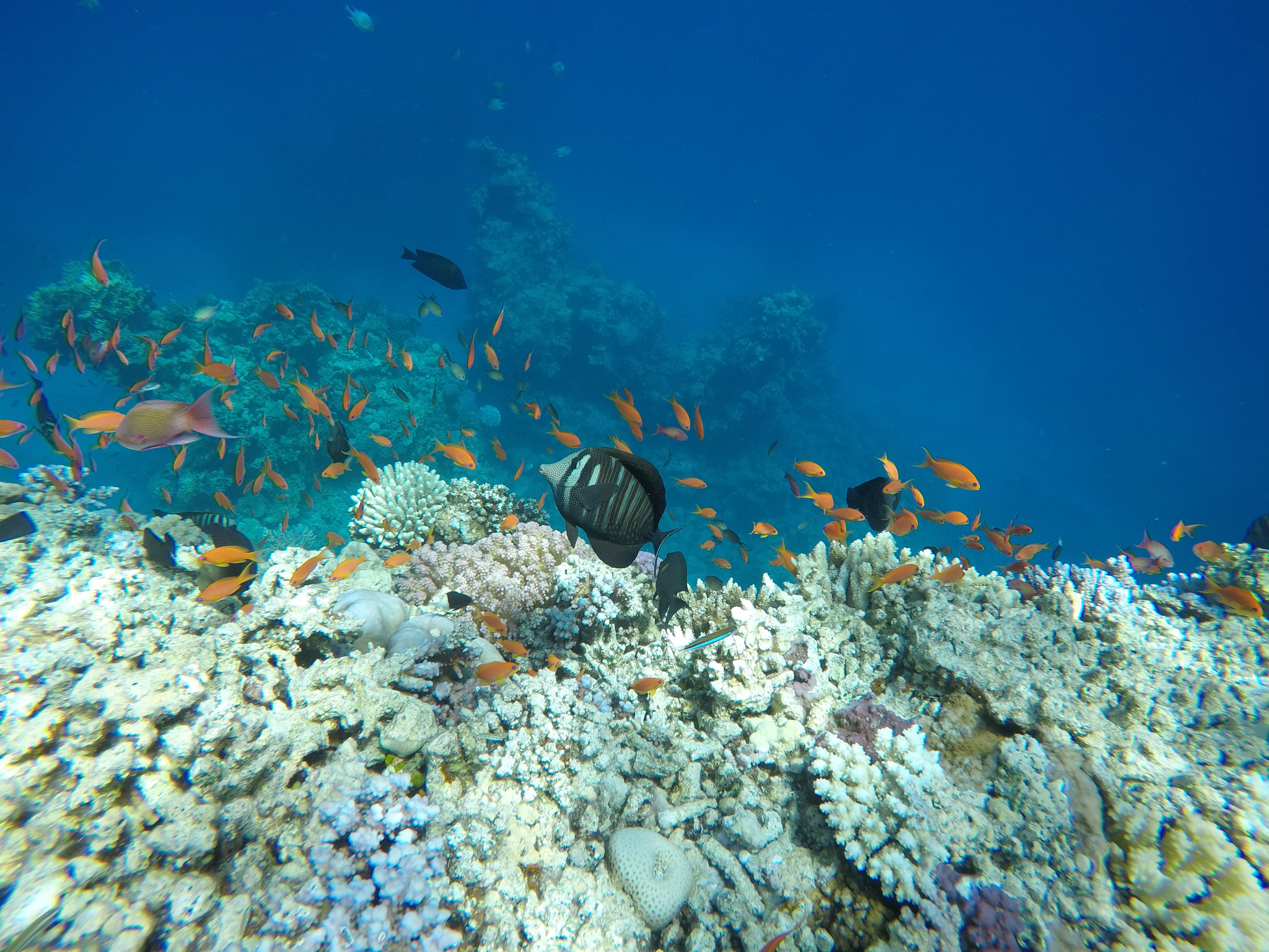 An ordinary day in the reef