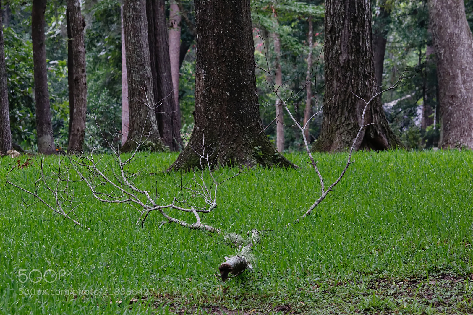 Canon EOS 1200D (EOS Rebel T5 / EOS Kiss X70 / EOS Hi) sample photo. Fallen branch antlers photography