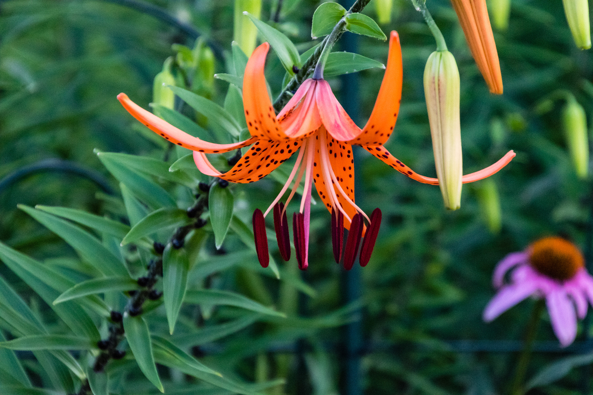 first Tiger Lily of the season has opened