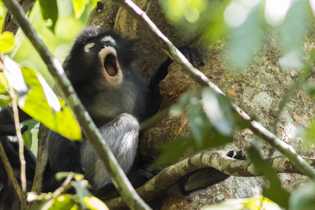 dusky leaf monkey sleepy by Tossaporn Theimchai on 500px.com