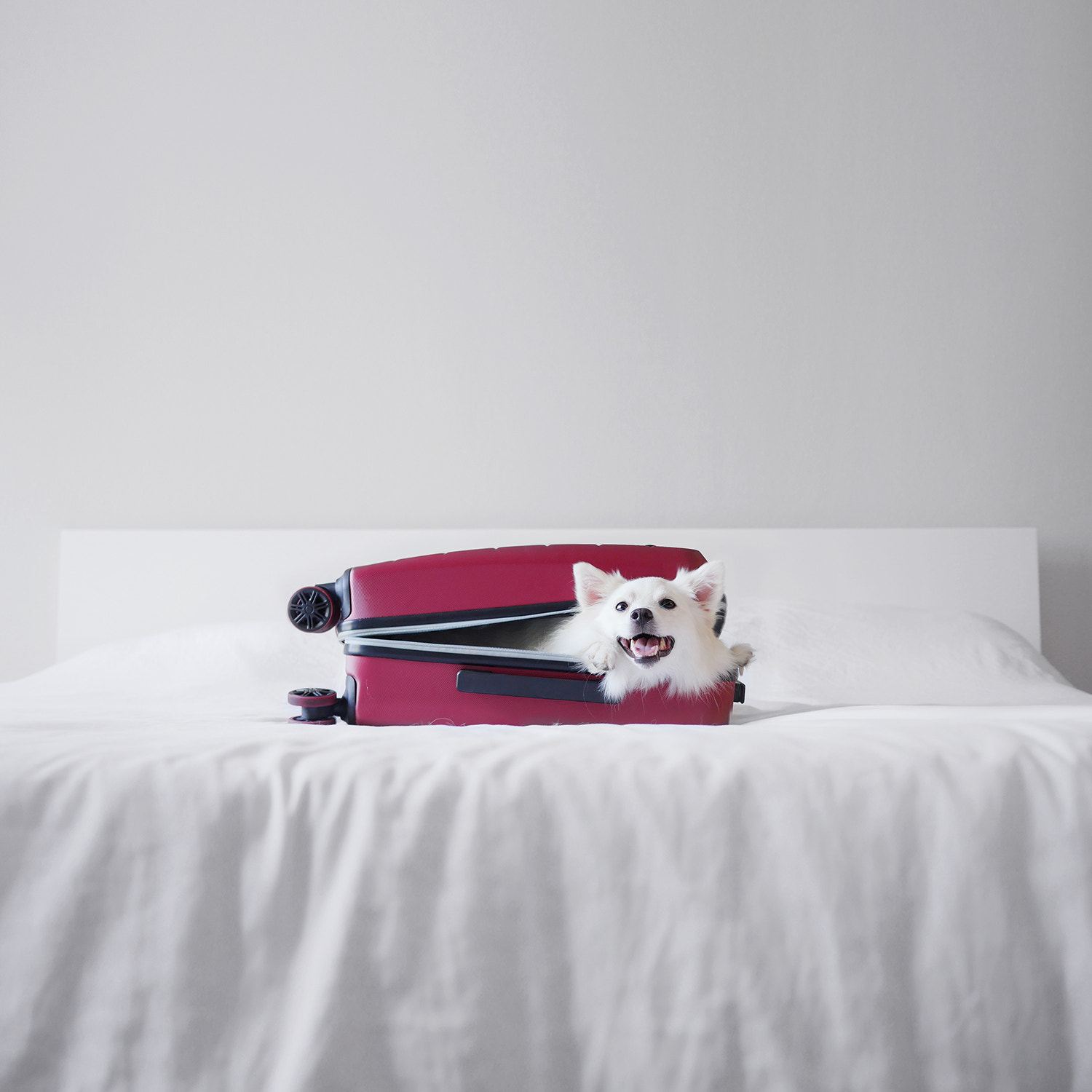 Kokoro in a suitcase