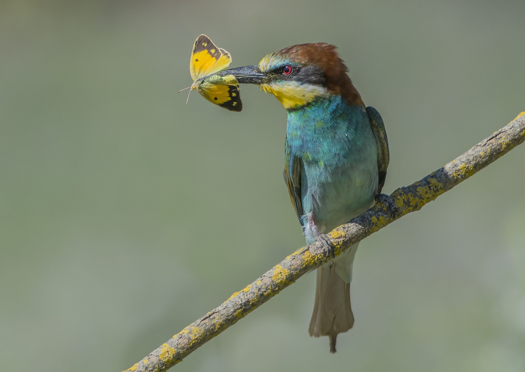 Bee eater with butterfly