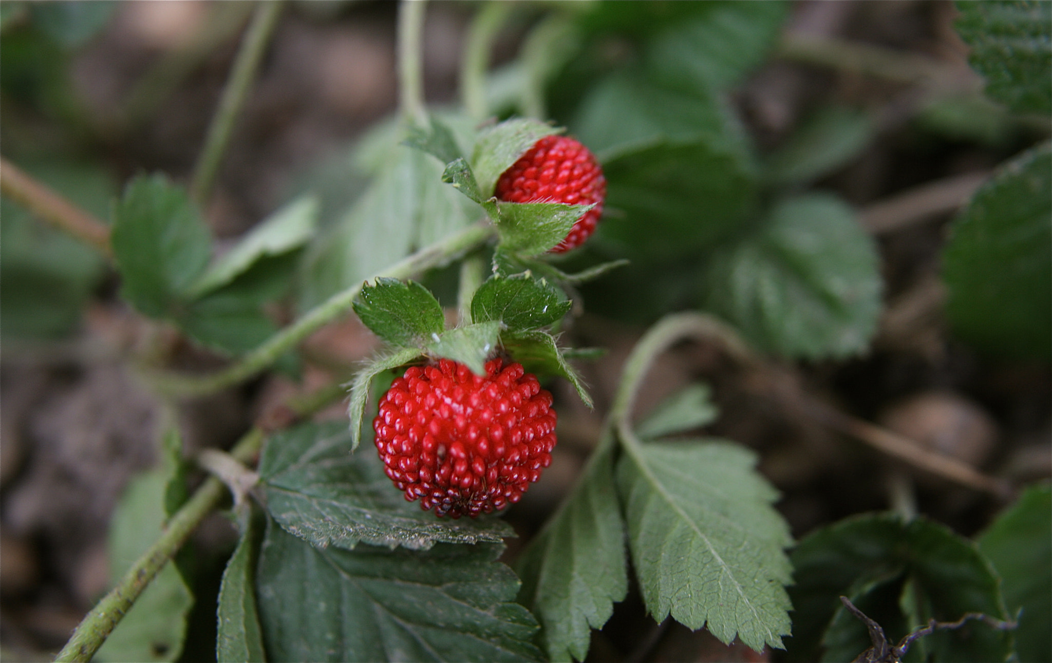 Fragaria moschata (wild strawberry) by Hennie Clarijs / 500px