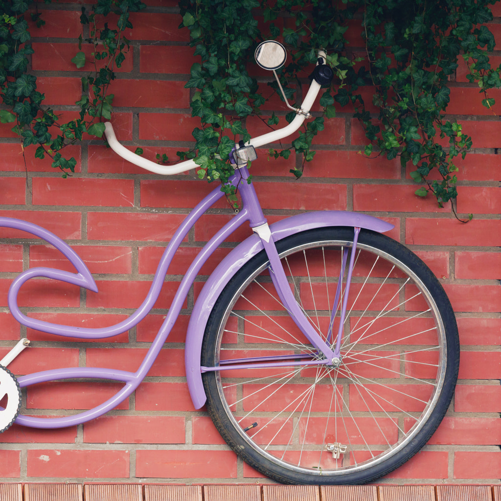 A lilac vintage bicycle hangs on a brick wall. Decor concept. by Edalin Photography on 500px.com