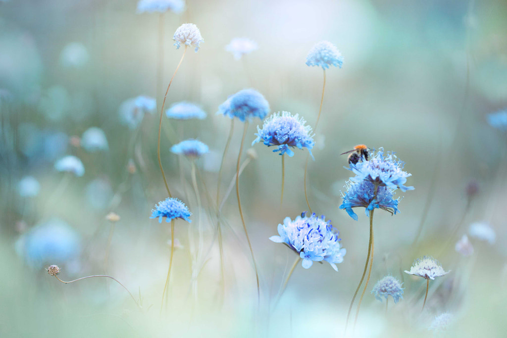 meadow by Lee Peiling on 500px.com