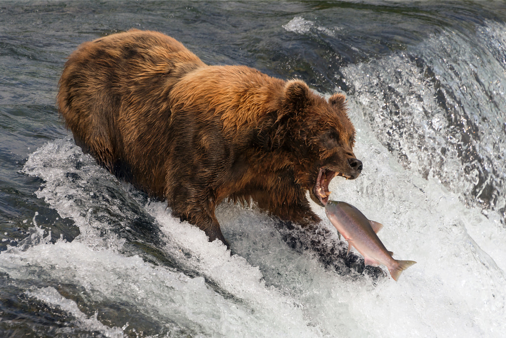 Bear about to catch salmon in mouth by Nick Dale on 500px.com