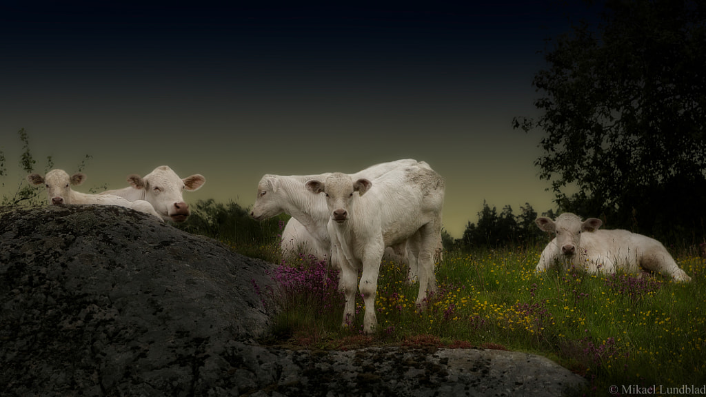 Calves from Wappersta Farm Sweden by Mikael Lundblad on 500px.com