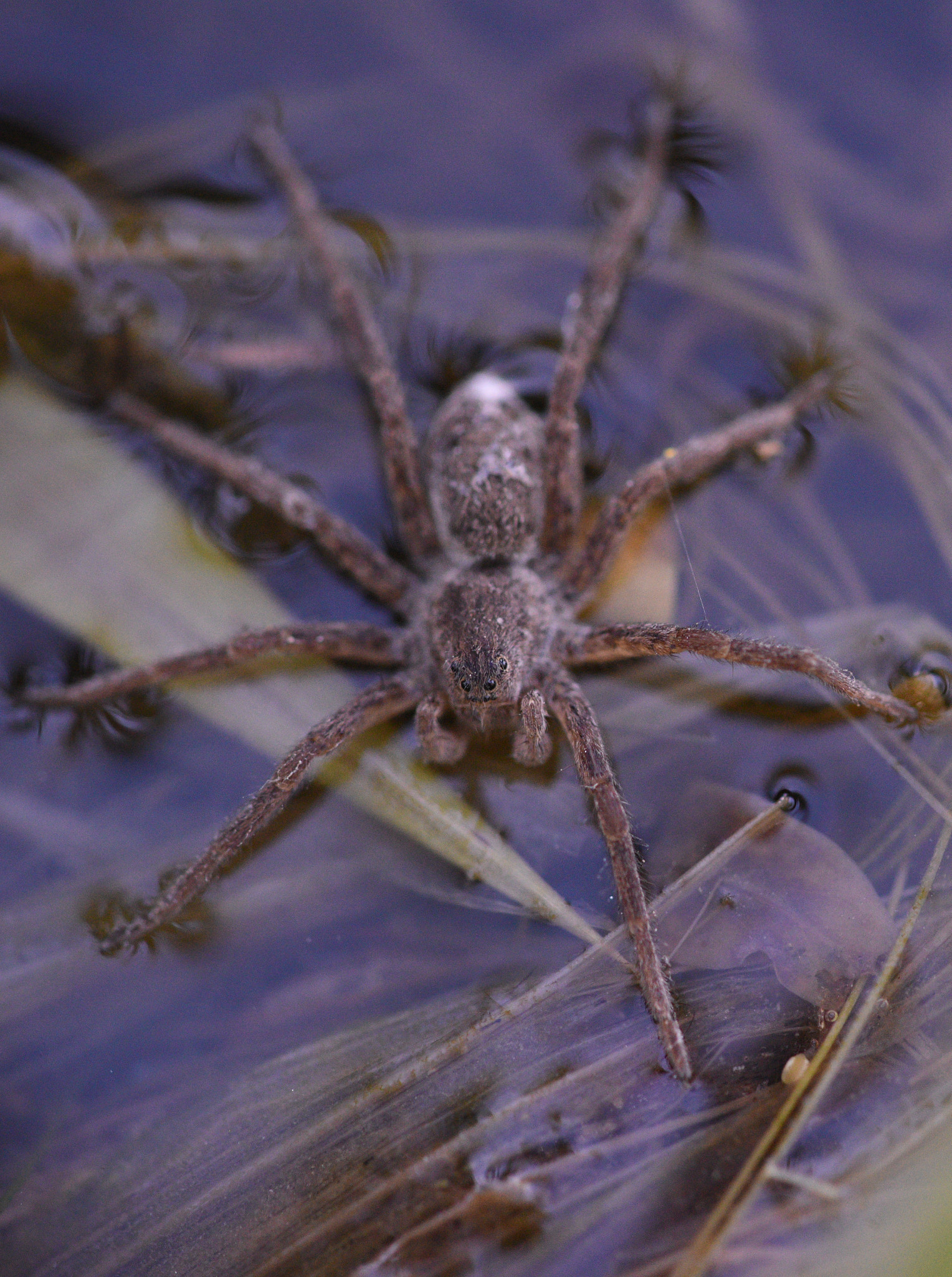 v2?sig=3c2d20d6d5a91ddc748918ca5547fc66b