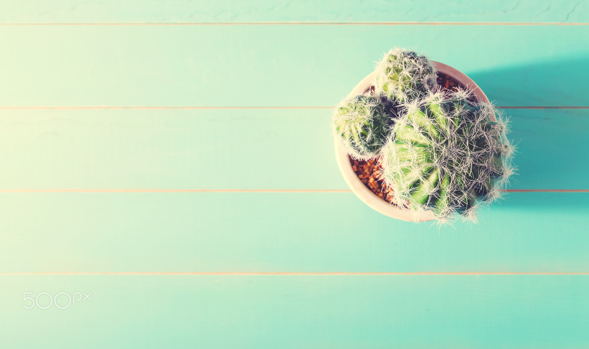 Cactus house plant on wooden table