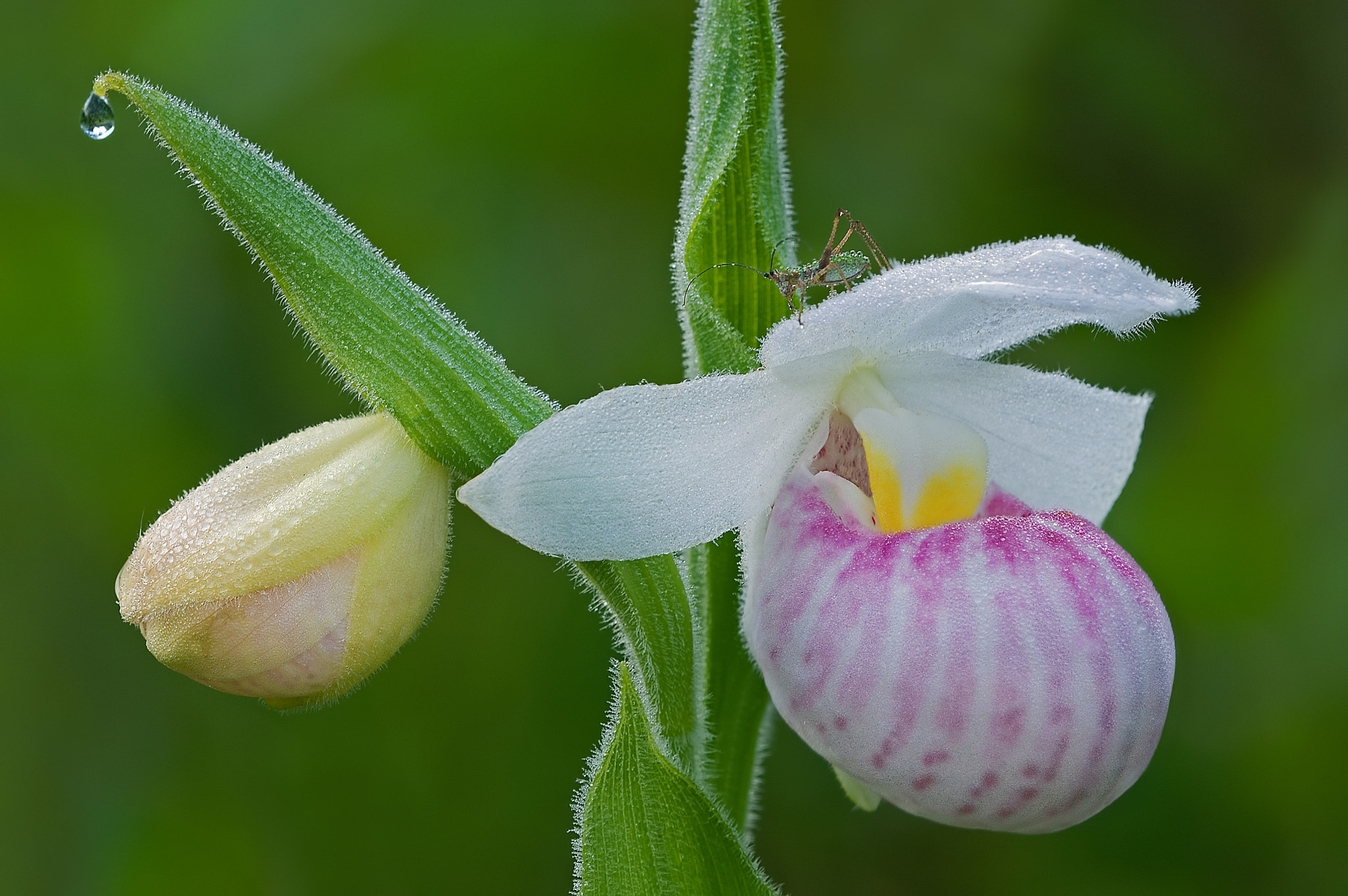 Showy Lady Slippers S